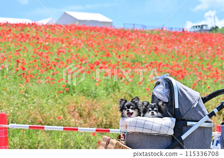 Traveling with my dog Chihuahua Poppies in the sky Chichibu Kogen Ranch (Saitama Prefecture) 115336708