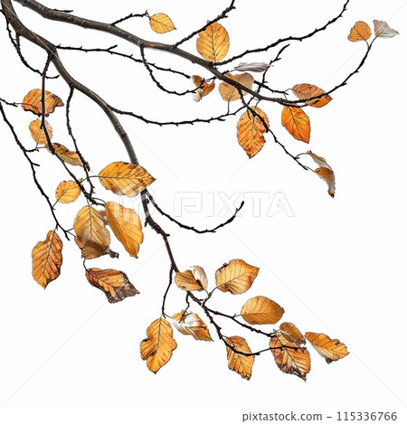 Dry branches and dry leaves on a white background. Dry branches and dry leaves on a white background. 115336766