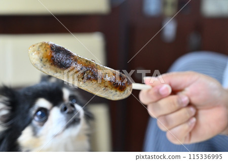 Campervan trip, B-grade gourmet food, Chihuahua gazing at Frankfurt Campervan trip, B-grade gourmet food, Chihuahua gazing at Frankfurt 115336995