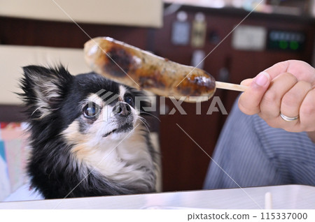 Campervan trip, B-grade gourmet food, Chihuahua gazing at Frankfurt 115337000