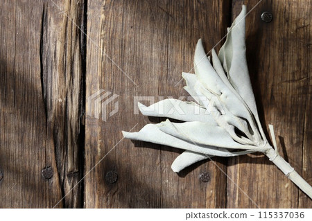 無農藥白鼠尾草用樹枝塗抹草本 115337036