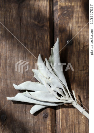 無農藥白鼠尾草用樹枝塗抹草本 115337037