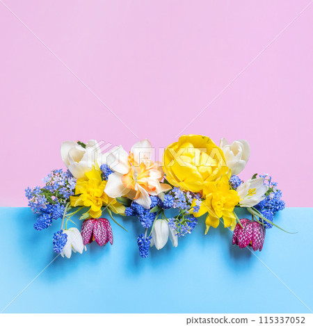 Happy greeting card. Spring flowers of tulips, muscari, daffodils, grouse on blue podium with place for text. Concept scene stage showcase for new product, promotion sale, cosmetic, presentation 115337052