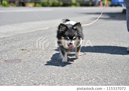 Senior Chihuahua having a fun walk Senior Chihuahua having a fun walk 115337072