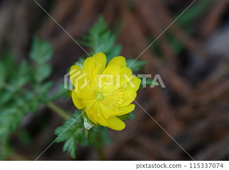 "Fukujusou", a flower that brings good luck in early spring 115337074