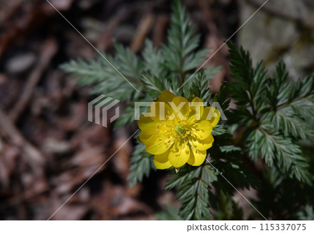 "Fukujusou", a flower that brings good luck in early spring 115337075