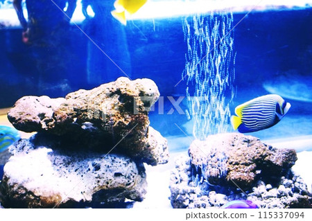 魚在水族箱裡游泳 魚在水族箱裡游泳 115337094