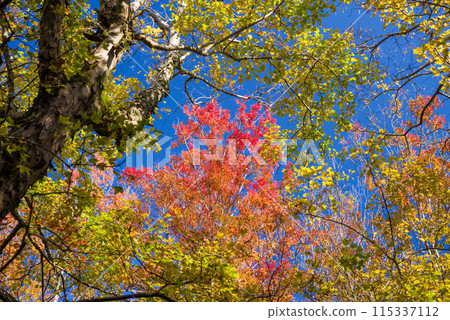 Autumn leaves [Tricolor maple tree against a blue sky] 115337112