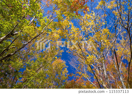 Autumn leaves [Tricolor maple tree against a blue sky] 115337113