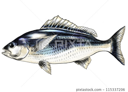 A colored pencil drawing of a fresh-looking grunt fish A colored pencil drawing of a fresh-looking grunt fish 115337206