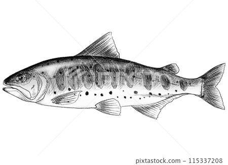 A simple black and white pencil drawing of the freshwater fish amago A simple black and white pencil drawing of the freshwater fish amago 115337208