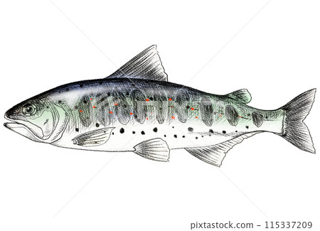 Colored pencil drawing of Amago, a freshwater fish with nuptial colors 115337209