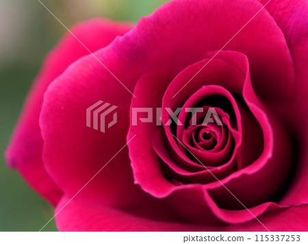 Lovestruck, a beautiful red rose that bloomed in May Lovestruck, a beautiful red rose that bloomed in May 115337253