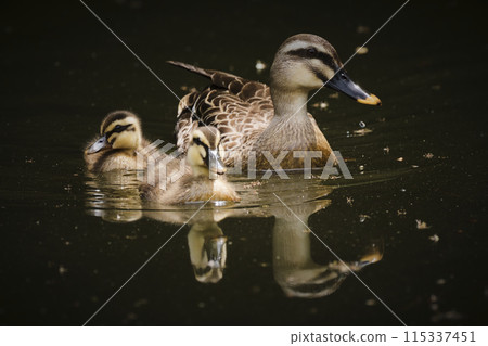 鴨 115337451