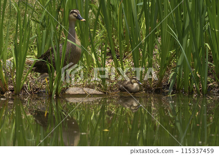 鴨 115337459