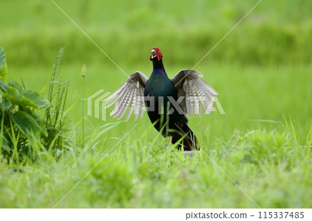 雉雞/日本 雉雞/日本 115337485