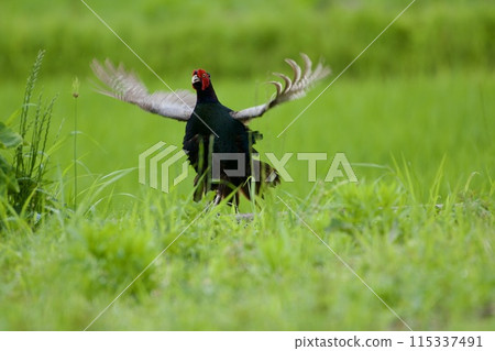 雉雞/日本 雉雞/日本 115337491