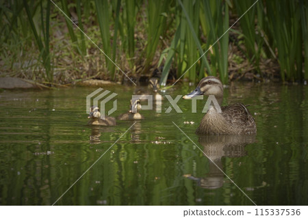 Cargamo Cargamo 115337536