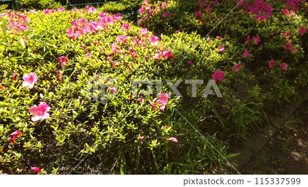 Flowers in the shade and in the sun Flowers in the shade and in the sun 115337599