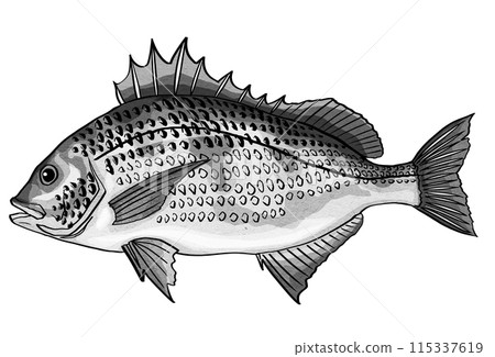 Simple black and white illustration of black sea bream pen drawing 115337619