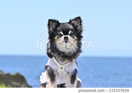 Refreshing blue sky and sea: A cute smiling senior chihuahua Refreshing blue sky and sea: A cute smiling senior chihuahua 115337639