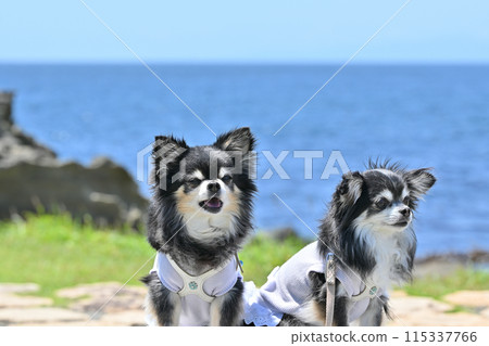Refreshing blue sky and blue sea: Smiling Chihuahua friends Refreshing blue sky and blue sea: Smiling Chihuahua friends 115337766