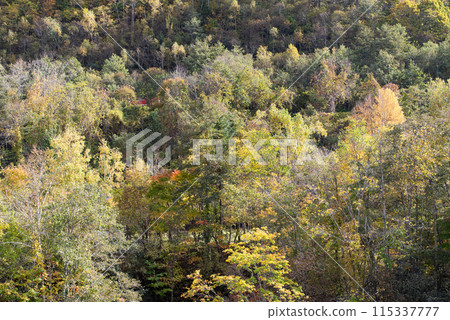 Autumn leaves at Eniwa Valley 115337777
