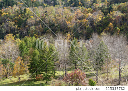 Autumn leaves at Eniwa Valley Autumn leaves at Eniwa Valley 115337782