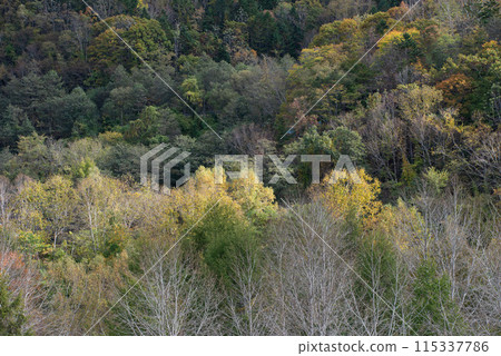 Autumn leaves at Eniwa Valley Autumn leaves at Eniwa Valley 115337786