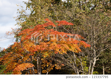 Autumn leaves at Eniwa Valley Autumn leaves at Eniwa Valley 115337795