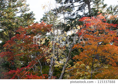 Autumn leaves at Eniwa Valley 115337888