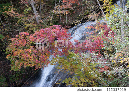 Autumn leaves at Eniwa Valley 115337939