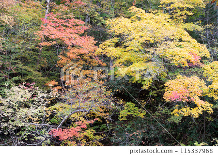 Autumn leaves at Eniwa Valley Autumn leaves at Eniwa Valley 115337968