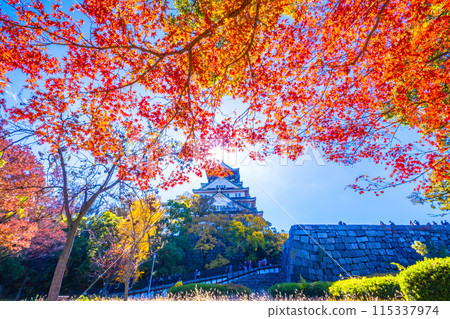 Autumn leaves of Osaka Castle Autumn leaves of Osaka Castle 115337974