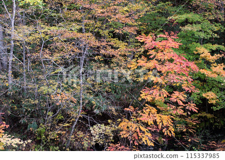 Autumn leaves at Eniwa Valley Autumn leaves at Eniwa Valley 115337985