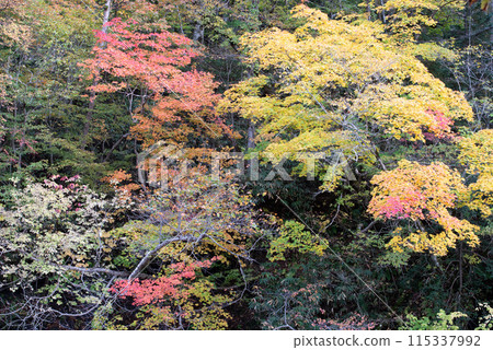 Autumn leaves at Eniwa Valley Autumn leaves at Eniwa Valley 115337992