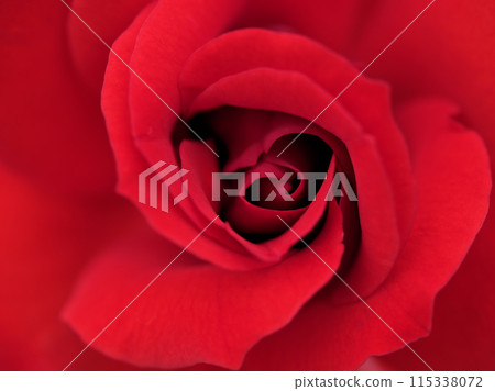 "La Sevillana" - a beautiful red rose that bloomed in May "La Sevillana" - a beautiful red rose that bloomed in May 115338072