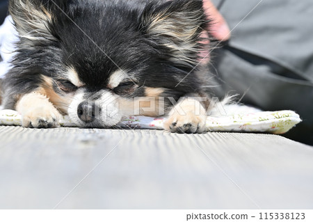 一個男人和他心愛的狗：一隻可愛的長毛吉娃娃在散步時的睡臉 115338123