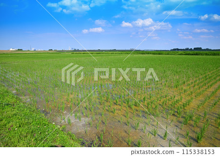 Rice fields after rice planting Local scenery Rural scenery Saitama New Urban Center area 115338153
