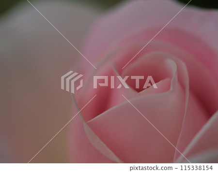 Beautiful pink roses blooming in May, "Hanabonbori" 115338154