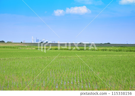 插秧後的稻田,當地風光,田園風光,前往埼玉新都心 插秧後的稻田,當地風光,田園風光,前往埼玉新都心 115338156