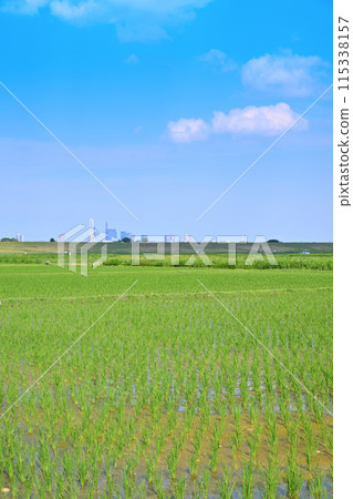 Rice fields after rice planting Local scenery Rural scenery Saitama New Urban Center area 115338157