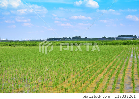 水稻種植後的稻田 當地景觀 鄉村景觀 埼玉市 115338261