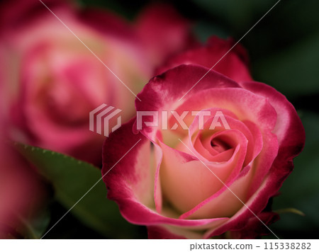 A beautiful red rose flower "Jubilee du Prince de Monaco" blooming in May A beautiful red rose flower "Jubilee du Prince de Monaco" blooming in May 115338282