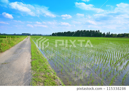 水稻種植後的稻田 當地景觀 鄉村景觀 埼玉市 水稻種植後的稻田 當地景觀 鄉村景觀 埼玉市 115338286