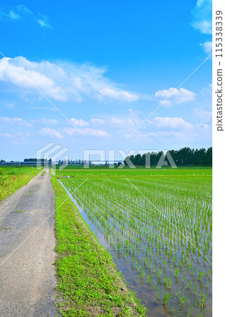 Rice fields after rice planting, local scenery, rural scenery, Saitama City Rice fields after rice planting, local scenery, rural scenery, Saitama City 115338339