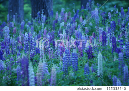  Lupine 115338340