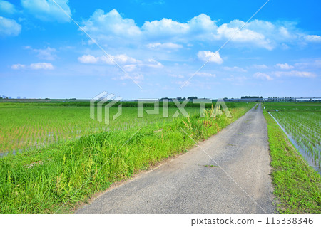 Rice fields after rice planting, local scenery, rural scenery, Saitama City Rice fields after rice planting, local scenery, rural scenery, Saitama City 115338346