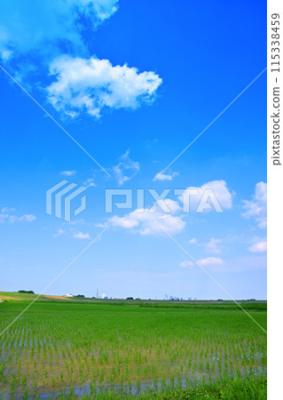 Rice fields after rice planting Local scenery Rural scenery Saitama New Urban Center area Rice fields after rice planting Local scenery Rural scenery Saitama New Urban Center area 115338459