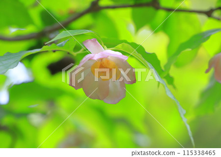 Summer wintersweet flowers Summer wintersweet flowers 115338465